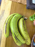 京喜加云南高山甜香蕉水果 青果自行催熟 表皮是花皮香蕉日日鮮 帶箱2斤 曬單實(shí)拍圖