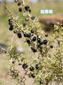 耘淘野生黑枸杞種子籽蔬菜種孑陽(yáng)臺種植寧夏南方北方盆栽種子四季大全 黑枸杞種子2包約200粒 原裝 曬單實(shí)拍圖
