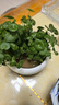 銅錢(qián)草水培植物大葉水栽魚(yú)缸水養綠植金錢(qián)草小水草客廳室內外花卉 銅錢(qián)草盆栽（3盆） 曬單實(shí)拍圖