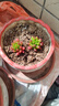 新手多肉植物小盆栽陽(yáng)臺套裝組合網(wǎng)紅套餐綠植花卉植物好養 酒紅色虹之玉2-4CM加肥料 不含盆 曬單實(shí)拍圖