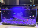 米家小米米家智能生態(tài)魚(yú)缸還原自然生態(tài)補倉一次三月無(wú)憂(yōu)出差旅行必備 曬單實(shí)拍圖