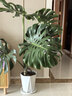愛(ài)優(yōu)尚龜背竹盆栽客廳室內辦公室大型綠植盆景凈化空氣吸甲醛源頭直發(fā) 曬單實(shí)拍圖