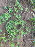慕越灌木草籽四季常青護坡固土山邊坡小冠花刺槐綠化礦山綠化復綠草籽 白三葉草1斤 曬單實(shí)拍圖