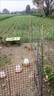金絲銀網(wǎng) 塑料網(wǎng)圍欄網(wǎng)養殖網(wǎng)養雞圍欄網(wǎng)果園菜園圍欄網(wǎng)格防護隔離柵欄圍 2.0米高50米長(cháng)+扎帶 3厘米孔4.5mm厚【圈玉米蔬菜】 曬單實(shí)拍圖