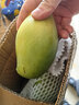 余悅海南金煌芒 【多地次日達】新鮮現摘水仙大芒果青皮甜心芒果整箱 帶箱5斤【精選好果丨單果300-350g】?jì)?.5斤 曬單實(shí)拍圖