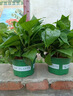 雙盟綠蘿盆栽除甲醛花卉綠植辦公室新房?jì)艋諝?80加侖4盆裝源頭直發(fā) 曬單實(shí)拍圖
