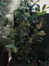 海蒂的花園藍莓樹(shù)苗盆栽果樹(shù)南方北方帶花苞發(fā)貨陽(yáng)臺庭院地栽苗源頭直發(fā) 曬單實(shí)拍圖