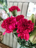 單頭康乃馨隨機色10支 曬單實(shí)拍圖
