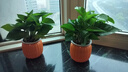 【綠蘿盆栽】吸甲醛凈化空氣水培綠植物懶人花卉好養搬家禮物全 【暢銷(xiāo)2盆】綠蘿+橙色南瓜盆自吸水 整體含盆高度20-25cm 曬單實(shí)拍圖