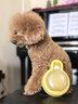 嬉皮狗狗狗外出飲水壺便攜式喂水隨行杯遛狗水瓶柴犬中小型犬狗飲水用品 洛克黃小號飲水壺 貓犬通用 曬單實(shí)拍圖