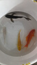 中國紅冷水淡水觀(guān)賞魚(yú)錦鯉魚(yú)活魚(yú)金魚(yú)小型好養紅鯉魚(yú)純種小錦鯉 6-8CM黑白黃紅各一條 曬單實(shí)拍圖