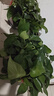 綠有意 綠蘿長(cháng)藤盆栽室內大葉垂吊植物大盆綠籮除甲醛吊綠植水培花卉蘭 360大盆短藤綠蘿帶蓄水盆一盆+肥 曬單實(shí)拍圖