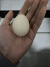 山林谷物鮮雞蛋45g/枚左右天然營(yíng)養新鮮笨雞蛋早餐溏心蛋包郵 谷物雞蛋2枚 曬單實(shí)拍圖