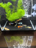 米家智能桌面魚(yú)缸小米生態(tài)魚(yú)缸+畫(huà)法增氧泵套裝 曬單實(shí)拍圖