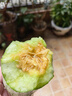 洮小嬋山東羊角蜜甜瓜 新鮮當季應季時(shí)令水果 脆甜蜜瓜香瓜整箱 帶箱5斤 單果250g+ 凈重4.5斤 曬單實(shí)拍圖