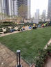 免修剪草皮真草坪帶泥土別墅庭院綠化專(zhuān)用草坪果嶺草草馬尼拉 四季青草皮【帶土5平方】 10cm以下 曬單實(shí)拍圖