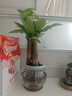 發(fā)財樹(shù)小盆栽水培植物室內桌面綠蘿文竹四季好養綠植盆景花卉招財 三桿發(fā)財樹(shù)+圓球玻璃瓶+肥 曬單實(shí)拍圖