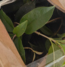 湃點(diǎn)桂花樹(shù)苗丹桂濃香型大樹(shù)庭院室外四季常綠地栽丹桂粗1cm 源頭直發(fā) 曬單實(shí)拍圖