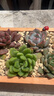 花藝萌多肉植物組合盆栽含盆含土創(chuàng  )意diy拼盤(pán)花盆 多肉植物多肉盆栽 隨機10個(gè)多肉加木盒 含盆 曬單實(shí)拍圖