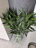 富貴竹水養基地直發(fā)水培植物轉運竹綠植盆景帶根四季水養插鮮花瓶 富貴竹60CM10棵(送生根粉_不含瓶) 曬單實(shí)拍圖