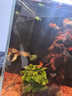 米家智能桌面魚(yú)缸 豎式背濾系統免裝 APP遠程喂食魚(yú)缸 米家智能桌面魚(yú)缸 曬單實(shí)拍圖