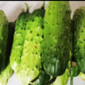 京鮮生 山東童年旱黃瓜 凈重5斤 單果100g+ 水果小青瓜 輕食 源頭直發(fā) 曬單實(shí)拍圖
