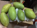 余悅海南金煌芒 【多地次日達】新鮮現摘水仙大芒果青皮甜心芒果整箱 帶箱5斤【精選好果丨單果300-350g】?jì)?.5斤 曬單實(shí)拍圖
