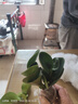 圓葉吸毒王碧玉公主豆瓣綠年宵花擺件植物桌面四季常青花凈化空氣 碧玉3顆【送肥】 曬單實(shí)拍圖