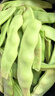 京鮮生山東新鮮油豆角3斤裝新鮮蔬菜源頭直發(fā)包郵 曬單實(shí)拍圖