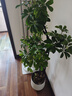 植男植女鴨腳木綠植客廳大型盆栽落地室內高級感真好養發(fā)財造型掌源頭直發(fā) 曬單實(shí)拍圖