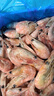 美加佳熟凍北極甜蝦腹籽凈重3斤 90/130規格   熟凍甜蝦 海鮮水產(chǎn) 曬單實(shí)拍圖