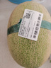 【產(chǎn)地直采】脆甜西州蜜瓜1粒約1.8kg 曬單實(shí)拍圖