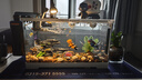 最萌魚(yú)缸新款家用客廳小型觀(guān)賞魚(yú)缸過(guò)濾制氧一體亞克力造景生態(tài)烏龜缸 天鵝白40X20.5X22.5【裸缸+水晶半蓋】 曬單實(shí)拍圖