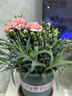 帶花苞發(fā)貨 · 康乃馨盆栽 · 陽(yáng)臺室內花卉盆栽辦公室鮮花綠植 粉色康乃馨【帶花苞】 曬單實(shí)拍圖