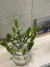 與花同行圣心百合雀梅云南斗南基地直發(fā)家用辦公室客廳水養鮮切花送朋友 【10枝】純潔雀梅鮮花 長(cháng)度30-55cm（下單聯(lián)系客服領(lǐng)取養護） 曬單實(shí)拍圖