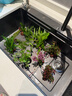 瘋狂水草魚(yú)草缸水草造景水草植物直接入缸火山石40-60cm缸源頭直發(fā)包郵a 曬單實(shí)拍圖