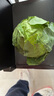 云南小包菜新鮮卷心菜農戶(hù)自種蔬菜綠甘藍鮮嫩可口單果250g起 綠甘藍 凈重5斤 曬單實(shí)拍圖