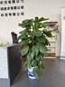 嘆為觀(guān)止 大型盆栽 單桿辮子發(fā)財樹(shù)天堂鳥(niǎo)綠蘿散尾葵辦公室內開(kāi)業(yè)喬遷禮品 散尾葵1.7—1.9米【聚寶盆】 含盆 曬單實(shí)拍圖