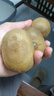 帆兒莊園陽(yáng)光金果國產(chǎn)黃心獼猴桃金果金桃新鮮水果奇異果中果生鮮河南西峽 單果70-90g 15枚 曬單實(shí)拍圖