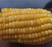佳農寶菜山東新鮮水果玉米帶綠皮單根200g+凈重4.6斤4-7根源頭直發(fā) 曬單實(shí)拍圖
