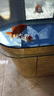 錦鯉魚(yú)活體觀(guān)賞魚(yú)活魚(yú)小型易養冷水淡水魚(yú)小魚(yú)苗錦鯉金魚(yú)好看錦鯉 16-18 六彩錦鯉套餐6條 曬單實(shí)拍圖