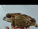 【冷凍】至鮮梭子蟹2.6斤/6-8只整只當季液氮冷凍3-5兩/只呂四黃海海鮮螃蟹新鮮 曬單實(shí)拍圖