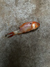 金魚(yú)草金魚(yú)觀(guān)賞魚(yú)冷水好養耐活小魚(yú)苗錦鯉 5-7cm 紅草金買(mǎi)1條送1條（加備損） 曬單實(shí)拍圖