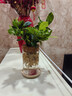 行湘梔子花水培綠植盆栽室內桌面花卉 梔子花+玻璃瓶+竹托 源頭直發(fā) 曬單實(shí)拍圖