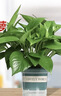 雙盟綠蘿盆栽除甲醛花卉綠植辦公室新房?jì)艋諝?80加侖4盆裝源頭直發(fā) 曬單實(shí)拍圖