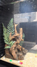 畫(huà)法幾何魚(yú)缸造景 小型魚(yú)缸米家智能魚(yú)缸專(zhuān)用蕨類(lèi)沉木造景套餐 曬單實(shí)拍圖