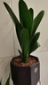 大盆君子蘭盆栽名貴國寶級花卉苗綠植物圓頭和尚室內客廳四季好養 大苗當年開(kāi)花】12-14片葉子+帶土 送肥料 曬單實(shí)拍圖