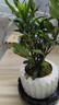 八芽小葉梔子花盆栽開(kāi)花植物室內桌面茶幾好養花卉綠植辦公室凈化空氣 小葉梔子花-陶瓷豎紋盆-密胺托 帶盆栽好 曬單實(shí)拍圖