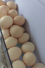 溫氏供港鮮雞蛋30枚/3斤 谷物喂養 早餐食材  生鮮雞蛋 京東自營(yíng) 曬單實(shí)拍圖