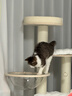 獸牌慕斯實(shí)木貓爬架不占地貓架貓窩貓抓板一體帶太空艙大貓暖冬可用 慕斯 曬單實(shí)拍圖